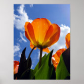 Orange Tulip, Blue Sky Poster (Vorne)