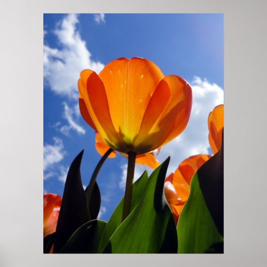 Orange Tulip, Blue Sky Poster (Vorne)