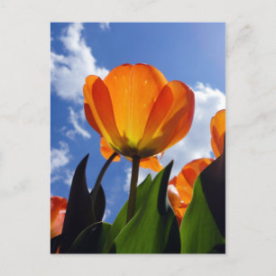 Orange Tulip, Blue Sky Postkarte