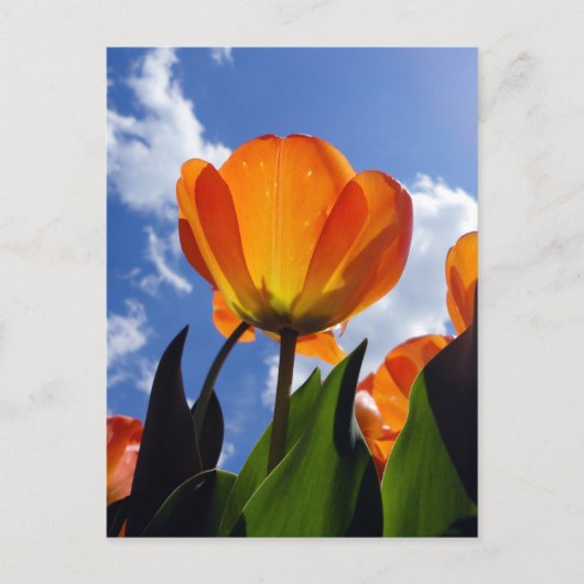 Orange Tulip, Blue Sky Postkarte (Vorderseite)