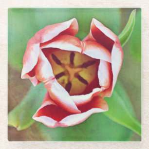 Orange Tulip Blume Art Glass Untersetzer