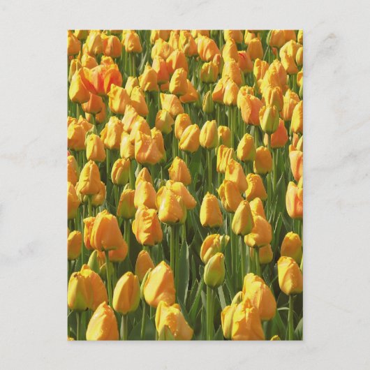 Orange Tulip Blume Postkarte (Vorderseite)