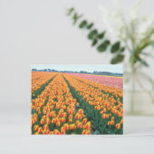 Orange Tulip fields, Holland Blume Postkarte (Stehend Vorderseite)