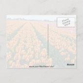 Orange Tulip fields, Holland Blume Postkarte (Rückseite)