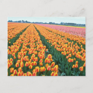 Orange Tulip fields, Holland Blume Postkarte