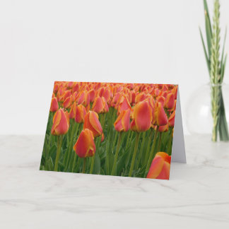 Orange Tulip Fine Art Fotografie gefaltete Notizka Dankeskarte