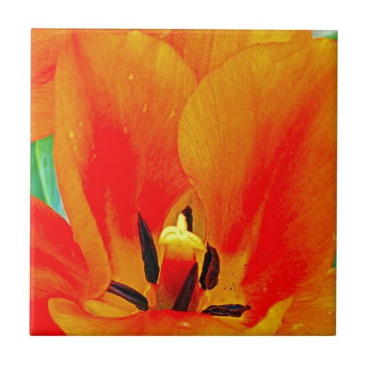 Orange Tulip Fliese (Vorderseite)