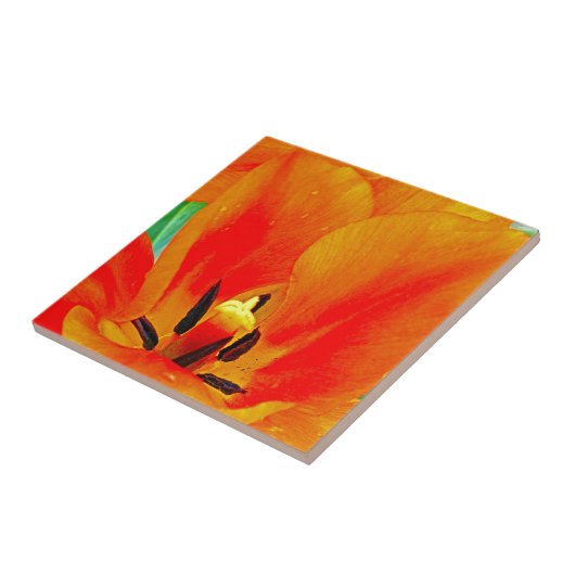 Orange Tulip Fliese (Seite)