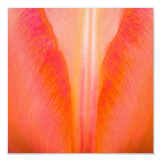 Orange Tulip Fotodruck (Vorne)