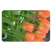 Orange Tulip Garden Magnet (Horizontal)