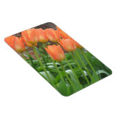 Orange Tulip Garden Magnet (Rechte Seite)