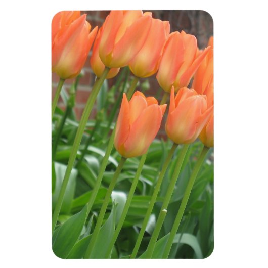 Orange Tulip Garden Magnet (Vertikal)