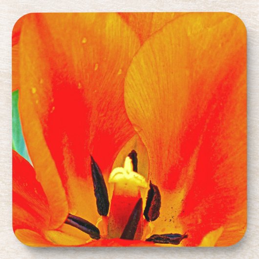 Orange Tulip Getränkeuntersetzer (Vorderseite)