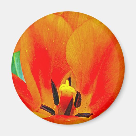 Orange Tulip Magnet (Vorne)