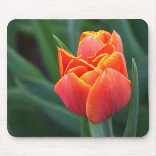 Orange Tulip Mousepad (Vorne)
