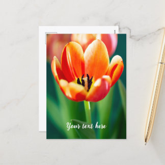 Orange Tulip Postcard Feiertagspostkarte