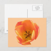 Orange Tulip Postcard Postkarte (Vorne/Hinten)