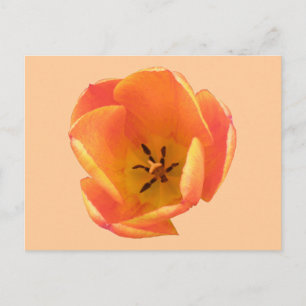 Orange Tulip Postcard Postkarte