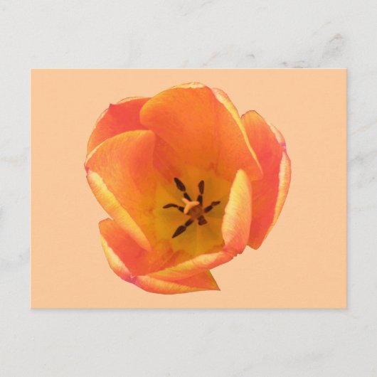 Orange Tulip Postcard Postkarte (Vorderseite)