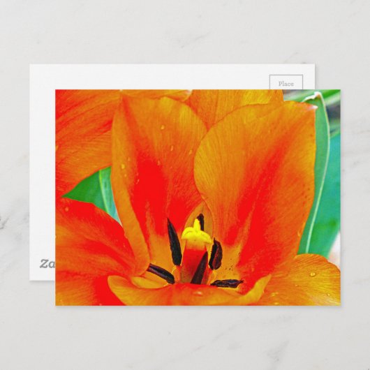 Orange Tulip Postkarte (Vorne/Hinten)