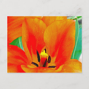 Orange Tulip Postkarte