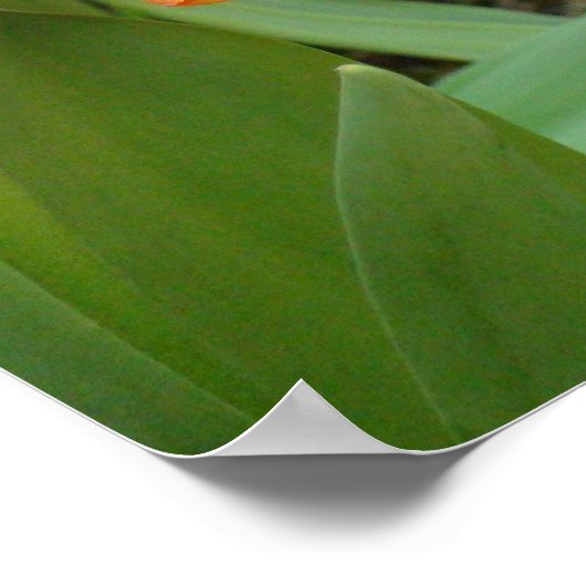 Orange Tulip Sculpture Poster (Ecke)