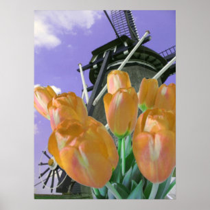 Orange Tulip Windmill Poster Print