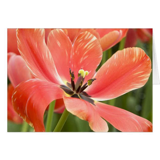 Orange Tulips (Vorderseite (Horizontal))
