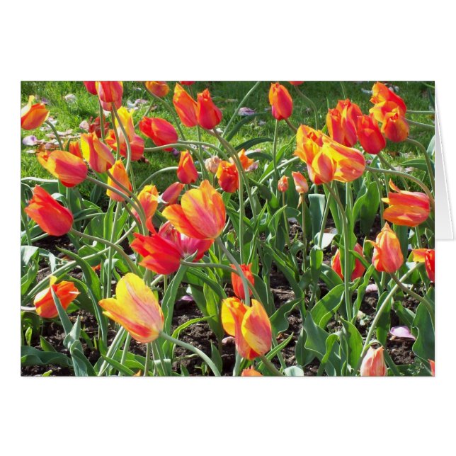 Orange Tulips (Vorderseite (Horizontal))