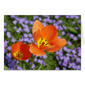 Orange Tulips (Vorderseite (Horizontal))