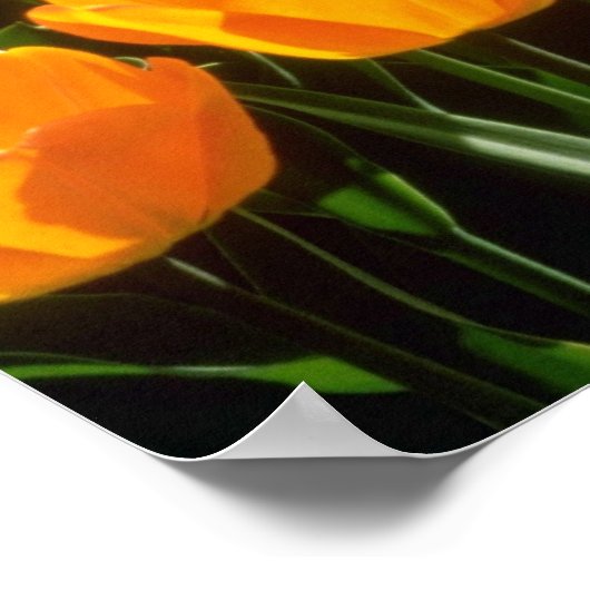 Orange Tulips Blume Poster (Ecke)