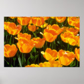 Orange Tulips Blume Poster (Vorne)