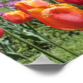 Orange Tulips, Elizabeth Park Gardens Hartford CT Poster (Ecke)