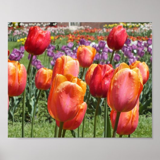 Orange Tulips, Elizabeth Park Gardens Hartford CT Poster (Vorne)