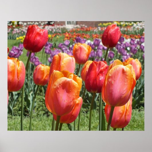 Orange Tulips, Elizabeth Park Gardens Hartford CT Poster (Vorne)