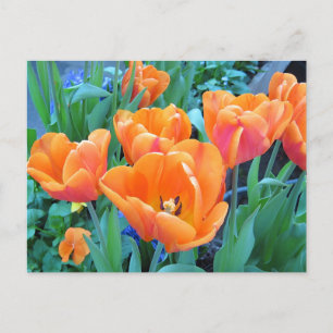 Orange Tulips Foto Art Postkarte