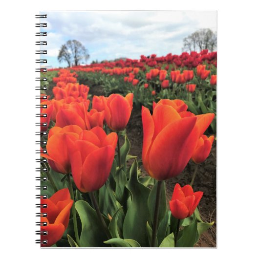 Orange Tulips in a Field, Oregon Notizblock (Vorderseite)