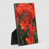 Orange Tulips, Oregon Fotoplatte (Seite)