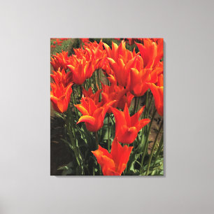 Orange Tulips, Oregon Leinwanddruck