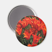 Orange Tulips, Oregon Magnet (Vorderseite/Rückseite)