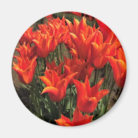 Orange Tulips, Oregon Magnet (Vorne)