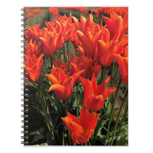 Orange Tulips, Oregon Notizblock