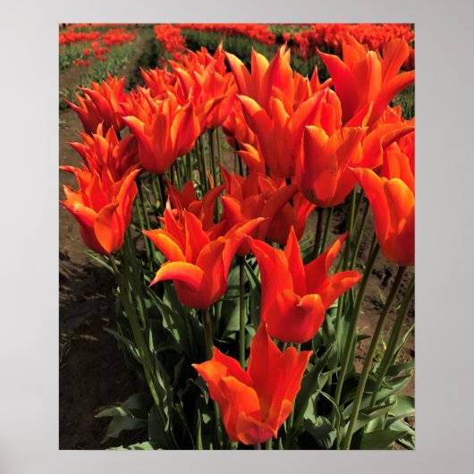 Orange Tulips, Oregon Poster (Vorne)