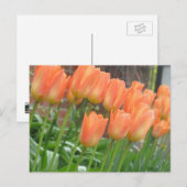 Orange Tulips Postcard Postkarte (Vorne/Hinten)