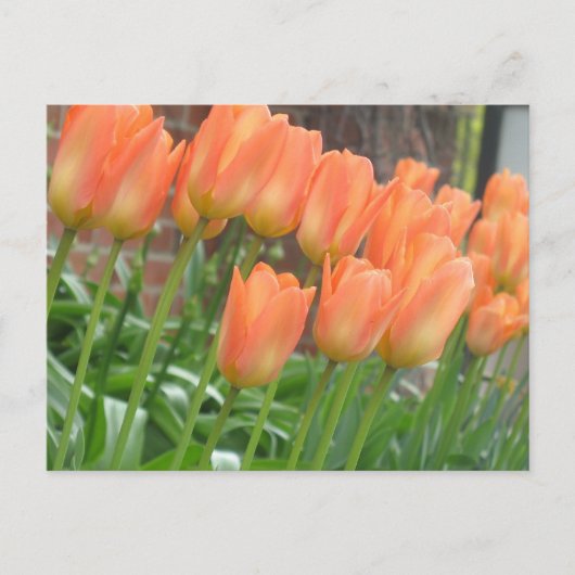 Orange Tulips Postcard Postkarte (Vorderseite)