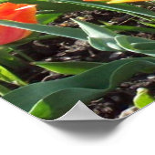 Orange Tulips Poster (Ecke)