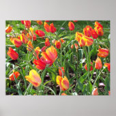 Orange Tulips Poster (Vorne)