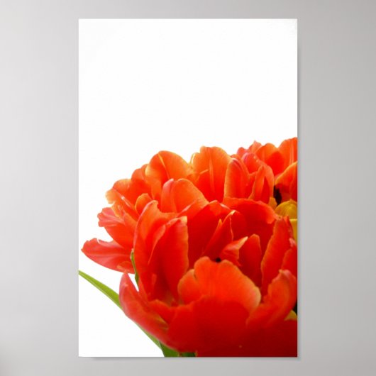 Orange Tulips Poster (Vorne)
