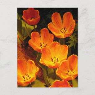 Orange Tulips Postkarte