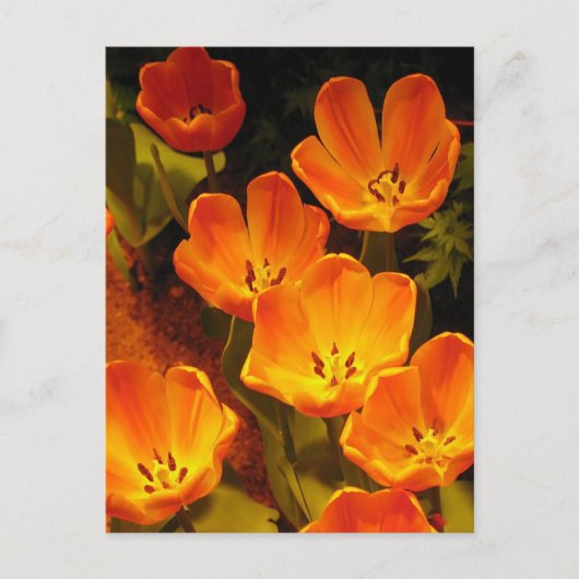 Orange Tulips Postkarte (Vorderseite)